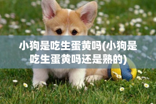 小狗是吃生蛋黃嗎(小狗是吃生蛋黃嗎還是熟的)
