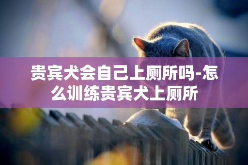 貴賓犬會自己上廁所嗎-怎么訓練貴賓犬上廁所