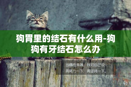 狗胃里的結石有什么用-狗狗有牙結石怎么辦