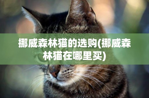 挪威森林貓的選購(挪威森林貓在哪里買)