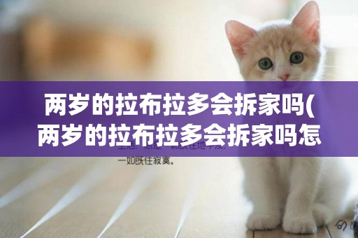 兩歲的拉布拉多會拆家嗎(兩歲的拉布拉多會拆家嗎怎么辦)