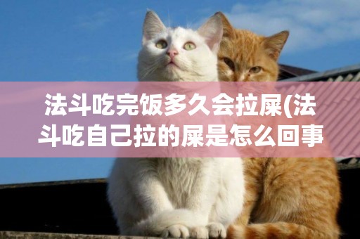 法斗吃完飯多久會拉屎(法斗吃自己拉的屎是怎么回事)