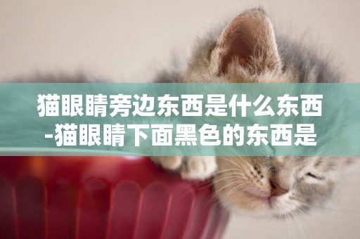 貓眼睛旁邊東西是什么東西-貓眼睛下面黑色的東西是什么