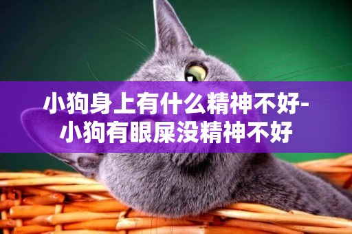 小狗身上有什么精神不好-小狗有眼屎沒精神不好