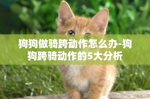 狗狗做騎跨動作怎么辦-狗狗跨騎動作的5大分析