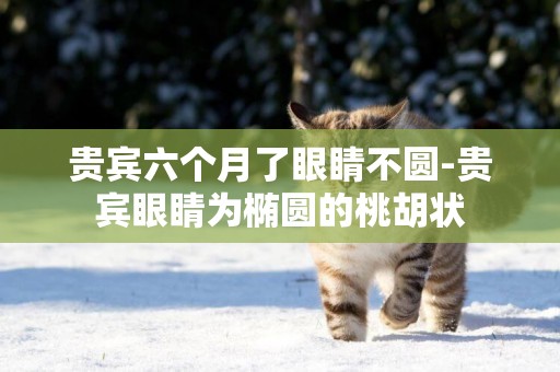 貴賓六個月了眼睛不圓-貴賓眼睛為橢圓的桃胡狀
