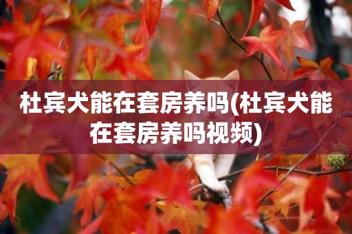 杜賓犬能在套房養嗎(杜賓犬能在套房養嗎視頻)