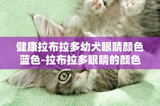 健康拉布拉多幼犬眼睛顏色藍色-拉布拉多眼睛的顏色