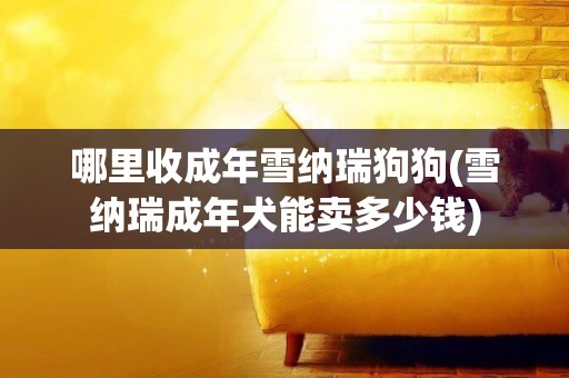 哪里收成年雪納瑞狗狗(雪納瑞成年犬能賣多少錢)