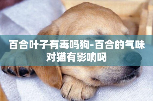 百合葉子有毒嗎狗-百合的氣味對貓有影響嗎