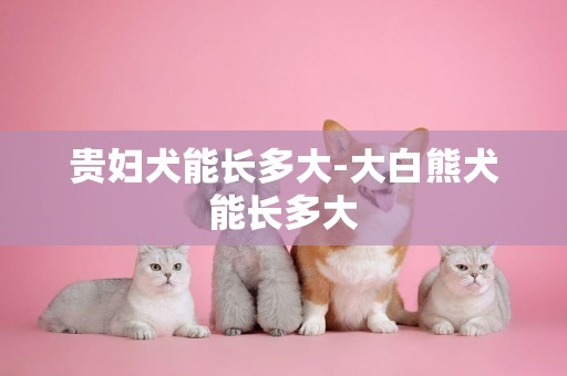 貴婦犬能長多大-大白熊犬能長多大