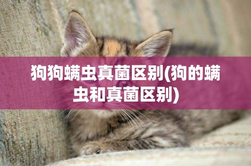 狗狗螨蟲真菌區別(狗的螨蟲和真菌區別)