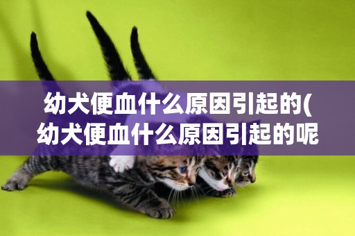 幼犬便血什么原因引起的(幼犬便血什么原因引起的呢)