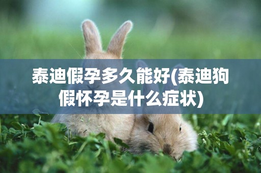 泰迪假孕多久能好(泰迪狗假懷孕是什么癥狀)
