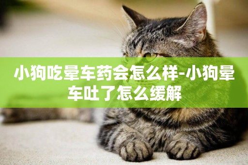 小狗吃暈車藥會怎么樣-小狗暈車吐了怎么緩解