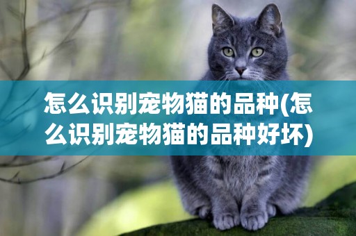 怎么識別寵物貓的品種(怎么識別寵物貓的品種好壞)
