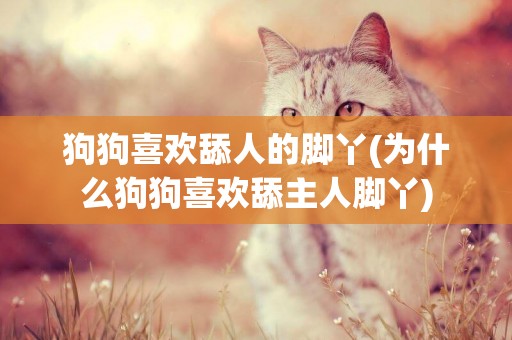 狗狗喜歡舔人的腳丫(為什么狗狗喜歡舔主人腳丫)
