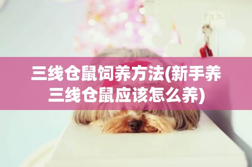三線倉鼠飼養方法(新手養三線倉鼠應該怎么養)