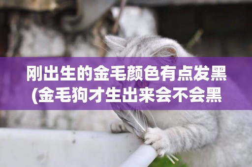 剛出生的金毛顏色有點發黑(金毛狗才生出來會不會黑色的)