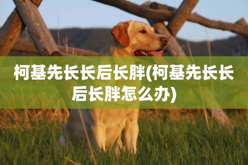 柯基先長長后長胖(柯基先長長后長胖怎么辦)