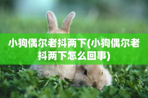 小狗偶爾老抖兩下(小狗偶爾老抖兩下怎么回事)