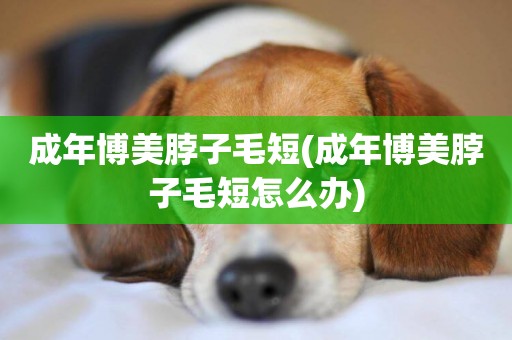 成年博美脖子毛短(成年博美脖子毛短怎么辦)