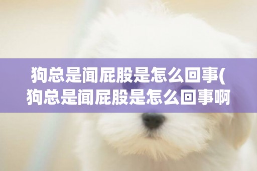 狗總是聞屁股是怎么回事(狗總是聞屁股是怎么回事啊)