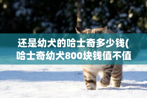 還是幼犬的哈士奇多少錢(哈士奇幼犬800塊錢值不值)
