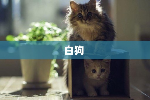 白狗 