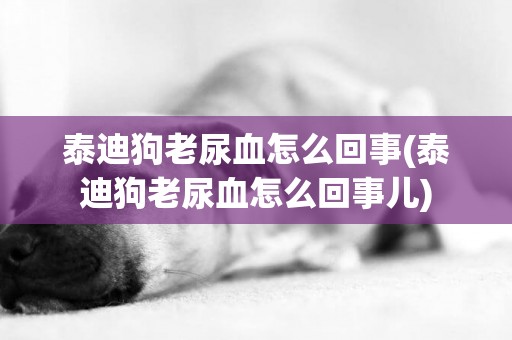 泰迪狗老尿血怎么回事(泰迪狗老尿血怎么回事兒)