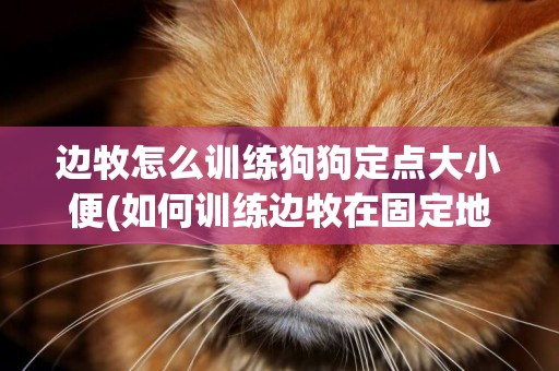 邊牧怎么訓練狗狗定點大小便(如何訓練邊牧在固定地點大小便)