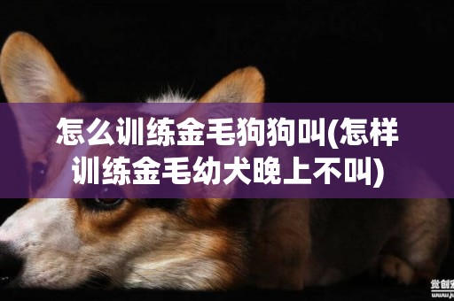 怎么訓練金毛狗狗叫(怎樣訓練金毛幼犬晚上不叫)