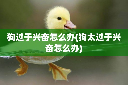 狗過于興奮怎么辦(狗太過于興奮怎么辦)