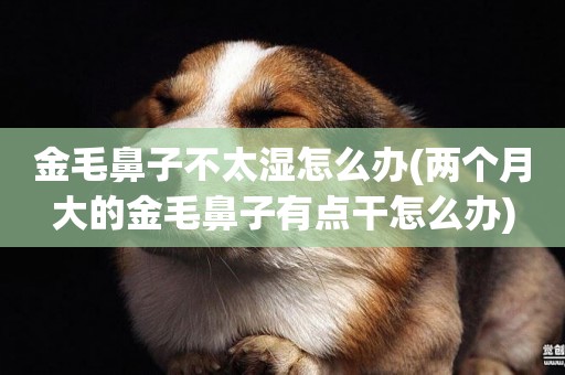 金毛鼻子不太濕怎么辦(兩個月大的金毛鼻子有點干怎么辦)