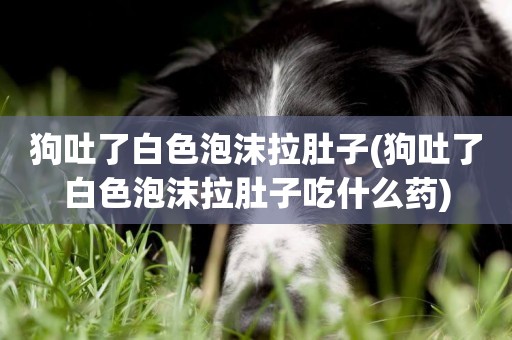狗吐了白色泡沫拉肚子(狗吐了白色泡沫拉肚子吃什么藥)