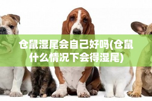 倉鼠濕尾會自己好嗎(倉鼠什么情況下會得濕尾)