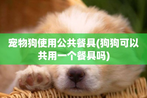 寵物狗使用公共餐具(狗狗可以共用一個餐具嗎)