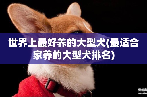 世界上最好養的大型犬(最適合家養的大型犬排名)