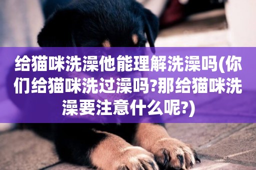給貓咪洗澡他能理解洗澡嗎(你們給貓咪洗過澡嗎?那給貓咪洗澡要注意什么呢?)