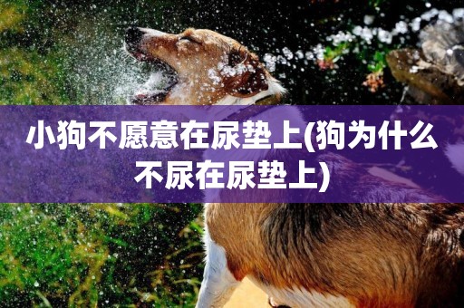 小狗不愿意在尿墊上(狗為什么不尿在尿墊上)