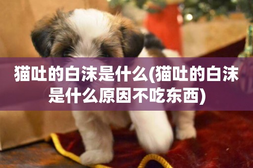 貓吐的白沫是什么(貓吐的白沫是什么原因不吃東西)