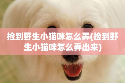 撿到野生小貓咪怎么弄(撿到野生小貓咪怎么弄出來)
