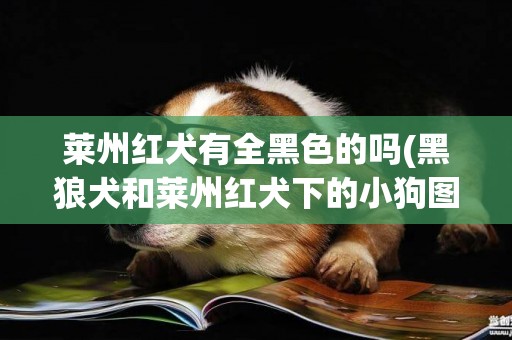 萊州紅犬有全黑色的嗎(黑狼犬和萊州紅犬下的小狗圖片)