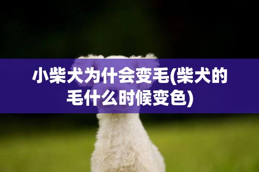 小柴犬為什會變毛(柴犬的毛什么時候變色)