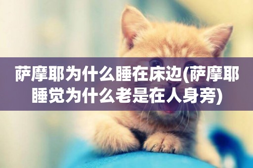 薩摩耶為什么睡在床邊(薩摩耶睡覺為什么老是在人身旁)