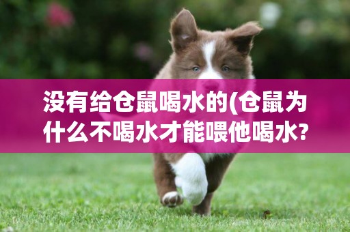 沒有給倉鼠喝水的(倉鼠為什么不喝水才能喂他喝水?)