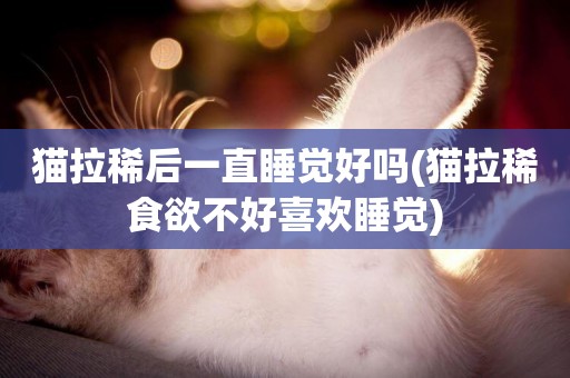 貓拉稀后一直睡覺好嗎(貓拉稀食欲不好喜歡睡覺)