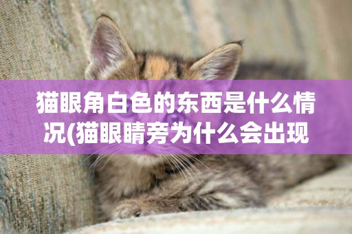 貓眼角白色的東西是什么情況(貓眼睛旁為什么會出現白色的東西?)