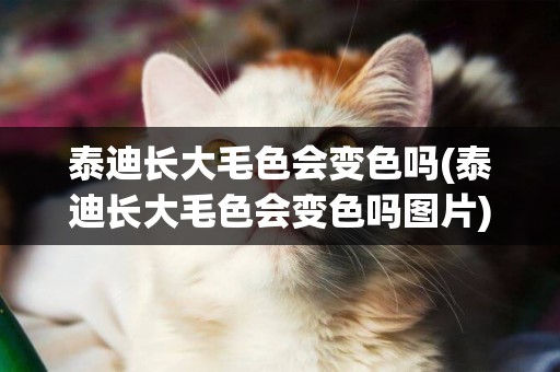 泰迪長大毛色會變色嗎(泰迪長大毛色會變色嗎圖片)