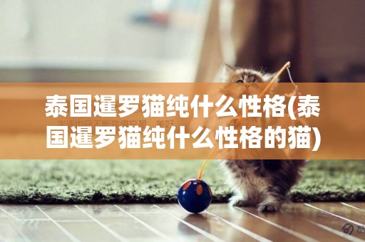 泰國暹羅貓純什么性格(泰國暹羅貓純什么性格的貓)